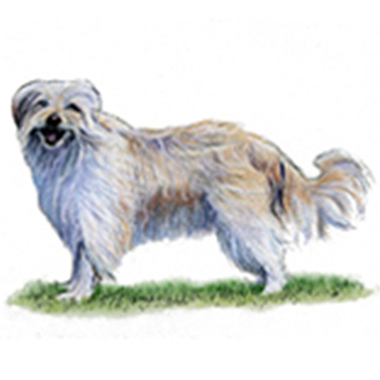 Pyranean Sheepdog - Long Haired